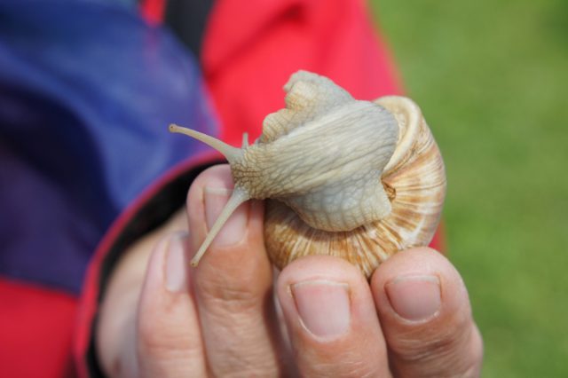 Виноградная, или бургундская улитка (Helix pomatia) – самая крупная из коренных видов европейских улиток. Виноградная, или бургундская улитка (Helix pomatia) – самая крупная из коренных видов европейских улиток.