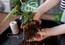 Живая почва для комнатных растений — раскрываем весь потенциал - Блоги компаний Живая почва для комнатных растений — раскрываем весь потенциал.