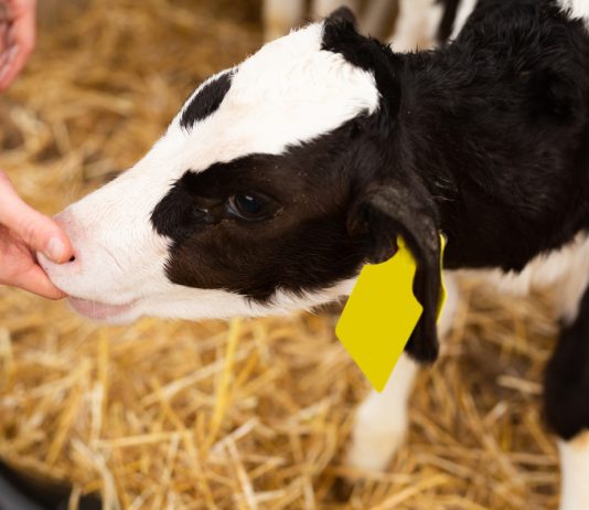 10 самых необходимых вещей для владельца коровы - Коровы, быки и другой крупный рогатый скот 10 самых необходимых вещей для владельца коровы.