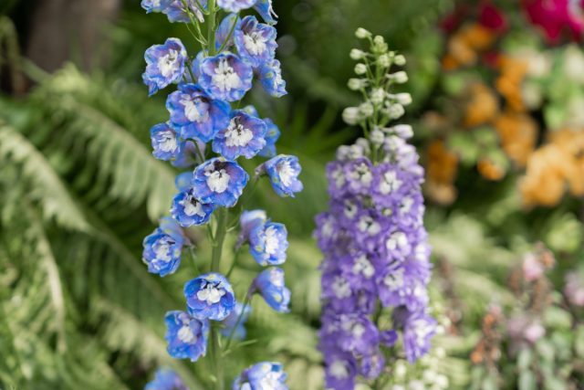 Дельфиниум – Сажаю под зиму, потому что иначе всхожесть почти нулевая. Высокие голубые и фиолетовые свечи создают вертикаль в саду, их тяжёлый уход компенсируется красотой и мощью цветения. Дельфиниум – Сажаю под зиму, потому что иначе всхожесть почти нулевая. Высокие голубые и фиолетовые свечи создают вертикаль в саду, их тяжёлый уход компенсируется красотой и мощью цветения.