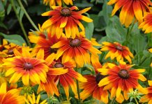 12 цветов, которые я сею только под зиму — секрет моего цветника 12 цветов, которые я сею только под зиму — секрет моего цветника