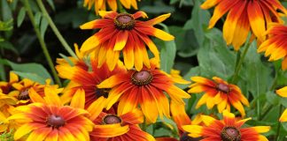 12 цветов, которые я сею только под зиму — секрет моего цветника - Лучшее 12 цветов, которые я сею только под зиму — секрет моего цветника