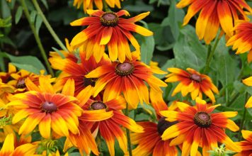 12 цветов, которые я сею только под зиму — секрет моего цветника