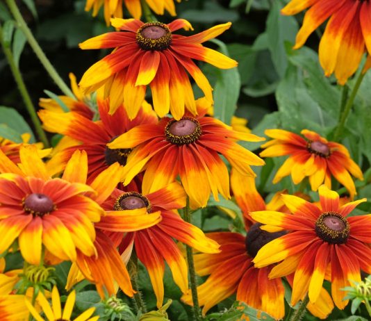 12 цветов, которые я сею только под зиму — секрет моего цветника - Цветник и ландшафт 12 цветов, которые я сею только под зиму — секрет моего цветника