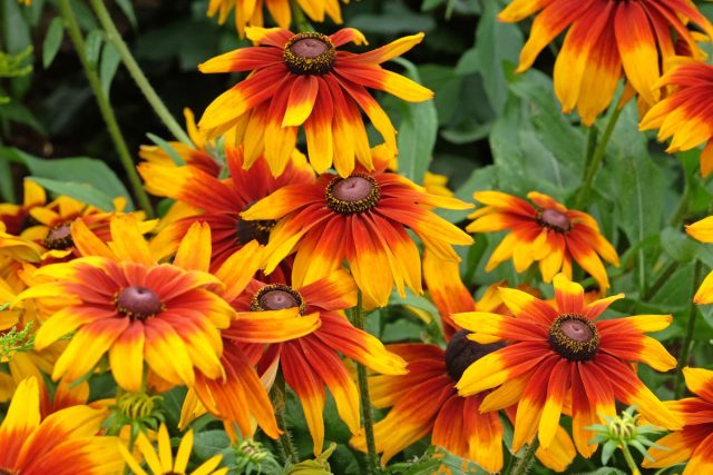 12 цветов, которые я сею только под зиму — секрет моего цветника 12 цветов, которые я сею только под зиму — мой секрет весеннего цветника