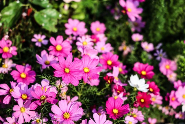 Ажурные стебли с лёгкими, почти невесомыми цветами — розовыми, белыми, бордовыми. Космея колышется на ветру, раскрашивая сад. Ажурные стебли с лёгкими, почти невесомыми цветами