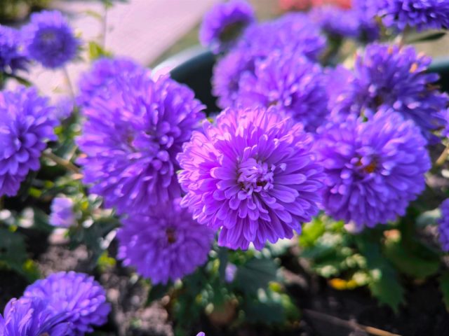 Астры под зиму — мои самые ранние и крепкие цветы Астра с яркими цветами