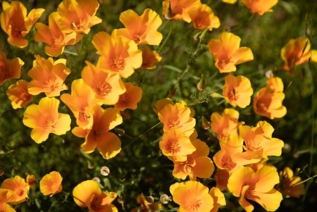 Эшшольция любит солнце и почти не требует ухода Эшшольция с оранжевыми цветами на солнечной клумбе