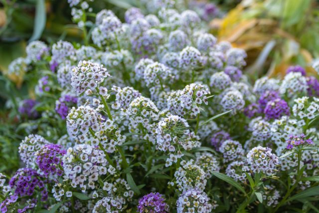 Алиссум: Мелкие цветочки собираются в плотные шапки, пахнут медом, создают ковер на клумбе. Я сажаю его по дорожкам и краям клумб, чтобы сад радовал и взгляд, и нос. Алиссум: Мелкие цветочки собираются в плотные шапки, пахнут медом, создают ковер на клумбе. Я сажаю его по дорожкам и краям клумб, чтобы сад радовал и взгляд, и нос.