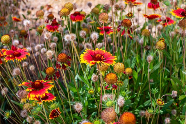 Рудбекию сажаю под зиму, чтобы сад выглядел живым и ярким к лету. Рудбекию сажаю под зиму, чтобы сад выглядел живым и ярким к лету.