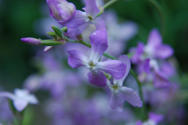 Маттиолу двурогую сажаю прямо в грунт, и особенно люблю вечер, когда раскрывается аромат. Мелкие лилово-розовые цветочки наполняют воздух медом, и я могу просто сидеть и дышать этим запахом.