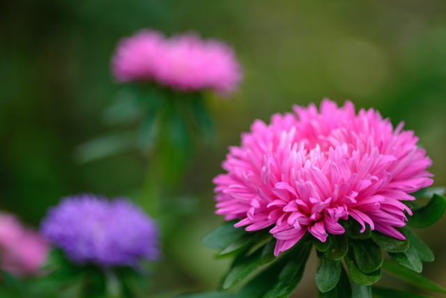 Крепкие кустики, усыпанные густыми махровыми звёздами всех оттенков. Подзимняя астра цветёт раньше других и не болеет — буквально гордость любого цветника.