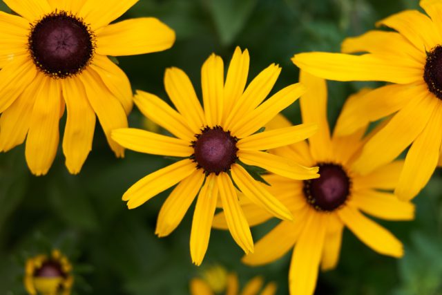 Рудбекию сажаю под зиму, чтобы сад выглядел живым и ярким к лету.