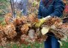 12 растений, которые нельзя обрезать осенью.