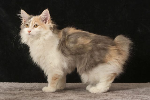 Главная особенность курбобов — короткий хвост-помпон. У каждой кошки он уникален, как отпечаток пальца. Кто-то говорит, что хвост похож на заячий, кто-то — на рысий. Главная особенность курбобов — короткий хвост-помпон. У каждой кошки он уникален, как отпечаток пальца. Кто-то говорит, что хвост похож на заячий, кто-то — на рысий.