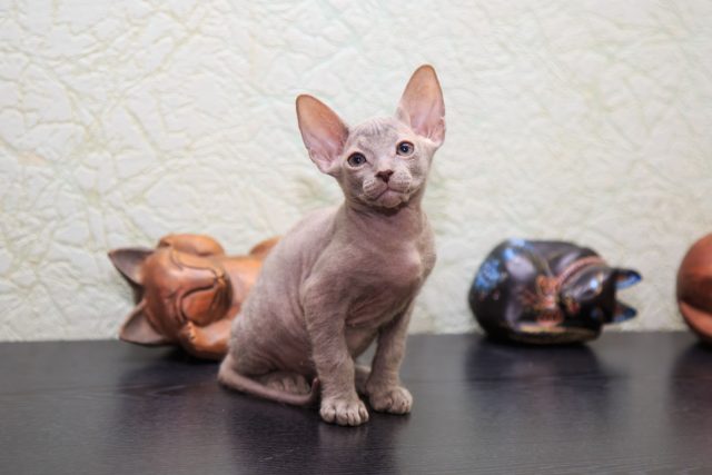 Донской сфинкс — первая российская порода бесшёрстных кошек, история которой началась с голого котёнка, родившегося в Ростове-на-Дону в 1987 году. Донской сфинкс — первая российская порода бесшёрстных кошек, история которой началась с голого котёнка, родившегося в Ростове-на-Дону в 1987 году.