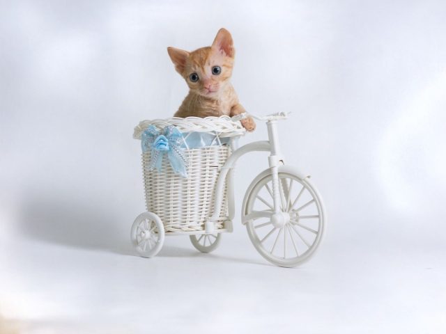 Котёнок уральского рекса Котёнок уральского рекса