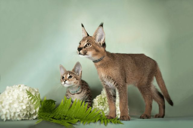 Каракеты — огромные, с кисточками на ушах, похожи на маленькую рысь. Это самая дорогая и редкая российская порода — котёнок может стоить несколько миллионов рублей. Каракеты — огромные, с кисточками на ушах, похожи на маленькую рысь. Это самая дорогая и редкая российская порода — котёнок может стоить несколько миллионов рублей.