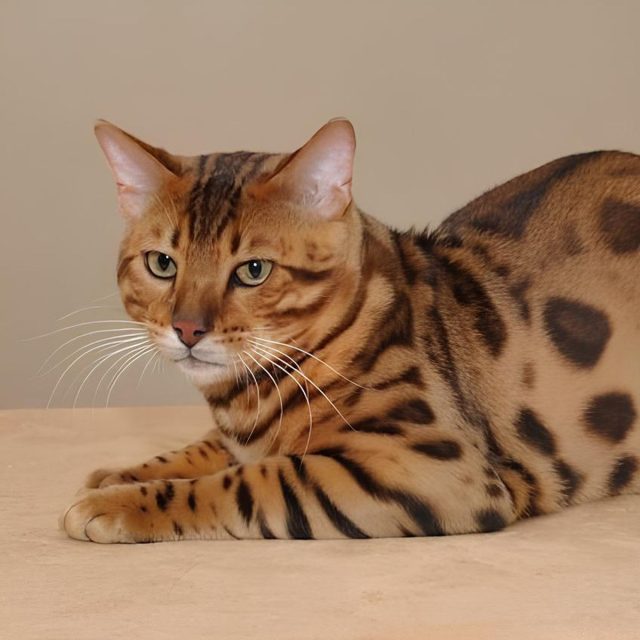 Уссури отличаются характерным «диким» окрасом — пятна и полосы на золотистом фоне, кисточки на ушах и короткий, толстый хвост. Это очень редкая порода, которую почти не встретишь за пределами её родного Дальнего Востока. Уссури отличаются характерным «диким» окрасом — пятна и полосы на золотистом фоне, кисточки на ушах и короткий, толстый хвост. Это очень редкая порода, которую почти не встретишь за пределами её родного Дальнего Востока.