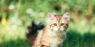 11 русских кошек, покоривших мир своей красотой и характером