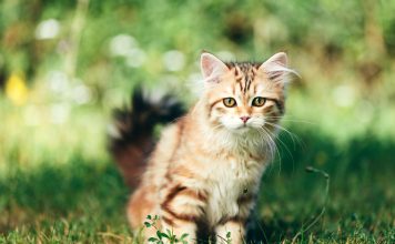 11 русских кошек, покоривших мир своей красотой и характером