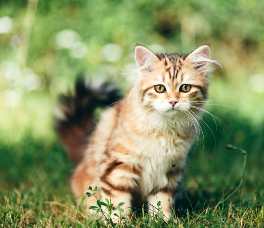 11 русских кошек, покоривших мир своей красотой и характером