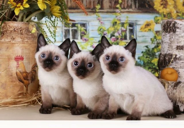 Крошечные создания с коротким хвостом-помпоном, окрасом колор-пойнт и огромными голубыми глазами. Они навсегда остаются котятами — и по виду, и по характеру. Крошечные создания с коротким хвостом-помпоном, окрасом колор-пойнт и огромными голубыми глазами. Они навсегда остаются котятами — и по виду, и по характеру.