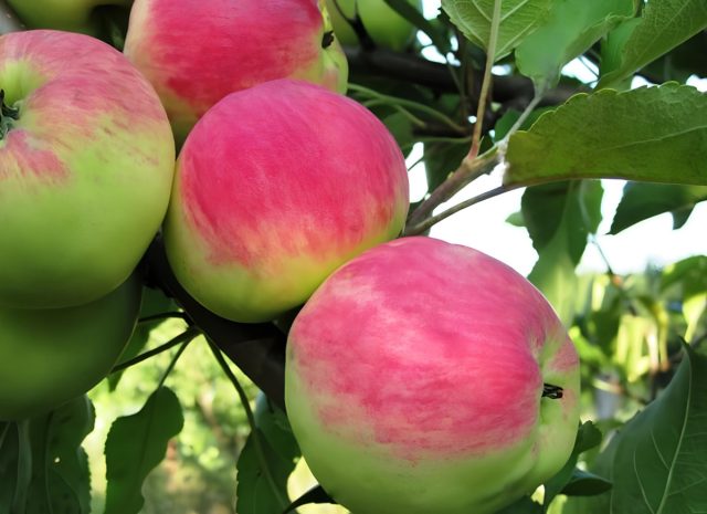 Мантет открывает яблочный сезон, когда организм уже устал от покупных фруктов и требует чего-то настоящего. Дерево среднерослое, начинает плодоносить на 4–5 год, урожайность регулярная, хотя и не рекордная — но для летнего сорта это и не нужно. Мантет открывает яблочный сезон, когда организм уже устал от покупных фруктов и требует чего-то настоящего. Дерево среднерослое, начинает плодоносить на 4–5 год, урожайность регулярная, хотя и не рекордная — но для летнего сорта это и не нужно.