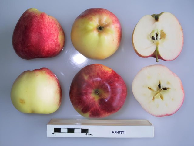 Плоды мантета средние, 90–130 г, красно-полосатые на жёлто-зелёном фоне. Мякоть белоснежная, сладкая с лёгкой кислинкой, очень ароматная