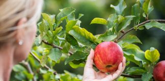 3 лучших сорта яблонь, которые заменят вам все остальные - Сад и огород 3 сорта яблонь, которых будет достаточно на участке