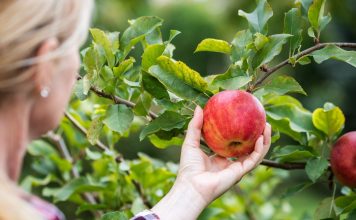 3 сорта яблонь, которых будет достаточно на участке
