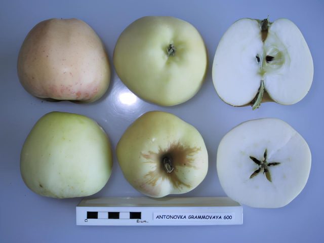 Плоды антоновки крупные, 120–200 г, зеленовато-жёлтые. Мякоть зернистая, сочная, кисло-сладкая с характерным ароматом Плоды: антоновки крупные, 120–200 г, зеленовато-жёлтые. Мякоть зернистая, сочная, кисло-сладкая с характерным ароматом