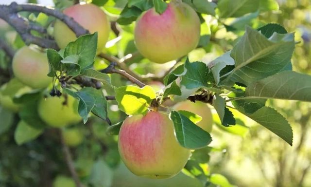 Синап Орловский — это тот сорт, который не торопится. Дерево сильнорослое, с широкопирамидальной кроной, вступает в плодоношение на 4–5 год и даёт регулярные урожаи. Яблоки крупные, продолговатые.