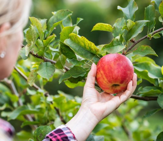 3 лучших сорта яблонь, которые заменят вам все остальные - Сад и огород 3 сорта яблонь, которых будет достаточно на участке