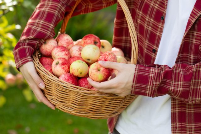 Сад должен быть управляемым. Десять сортов — это не богатство, это хаос. Три сорта — это порядок, при котором вы знаете, когда что созревает, как хранить, на что пускать. Сад должен быть управляемым. Десять сортов — это не богатство, это хаос. Три сорта — это порядок, при котором вы знаете, когда что созревает, как хранить, на что пускать.