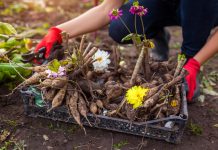 5 многолетников, которые не перенесут зиму в открытом грунте.