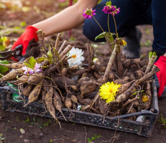 5 многолетников, которые не перенесут зиму в открытом грунте.