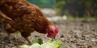 5 осенних кормов для кур, которые оставят вас без яиц 5 осенних кормов для кур, которые оставят вас без яиц.