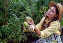 7 вредителей, которых вы сами приносите на дачу — и теряете урожай 7 вредителей, которых вы сами приносите на дачу — и теряете урожай