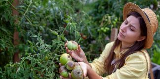 7 вредителей, которых вы сами приносите на дачу — и теряете урожай - Сад и огород 7 вредителей, которых вы сами приносите на дачу — и теряете урожай