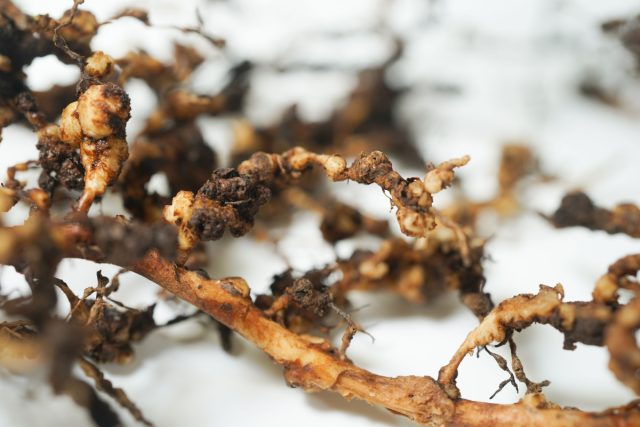 Корневые нематоды — микроскопические круглые черви до 1 мм, поражающие корни и образующие галлы. Попадают с заражённой рассадой, грунтом и старой посудой, замедляют рост, вызывают пожелтение листьев и нарушают усвоение питательных веществ. Корневые нематоды — микроскопические круглые черви до 1 мм, поражающие корни и образующие галлы. Попадают с заражённой рассадой, грунтом и старой посудой, замедляют рост, вызывают пожелтение листьев и нарушают усвоение питательных веществ.