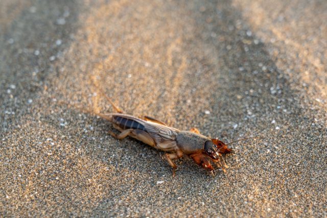 Медведка — крупное насекомое до 5 см, живущее в почве и подгрызающее корни, стебли и клубни. Чаще всего переносится с органическими удобрениями и компостом, особенно свежим, и может уничтожить десятки растений за ночь. Медведка — крупное насекомое до 5 см, живущее в почве и подгрызающее корни, стебли и клубни. Чаще всего переносится с органическими удобрениями и компостом, особенно свежим, и может уничтожить десятки растений за ночь.