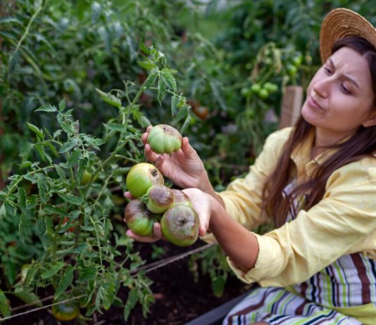 7 вредителей, которых вы сами приносите на дачу — и теряете урожай - Цветник и ландшафт 7 вредителей, которых вы сами приносите на дачу — и теряете урожай
