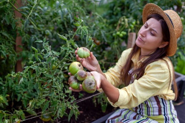 7 вредителей, которых вы сами приносите на дачу — и теряете урожай 7 вредителей, которых вы сами приносите на дачу — и теряете урожай