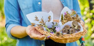 8 причин, почему цветы стоит сеять под зиму 8 причин, почему цветы стоит сеять под зиму