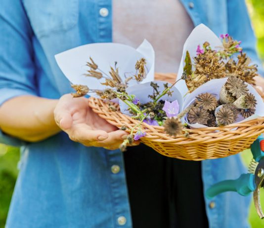 8 причин, почему цветы стоит сеять под зиму - Цветник и ландшафт 8 причин, почему цветы стоит сеять под зиму