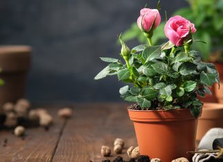 Чем подкормить розу в горшке? - Блоги компаний Чем подкормить розу в горшке?