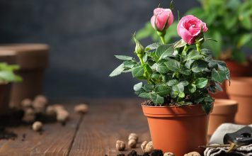 Чем подкормить розу в горшке?