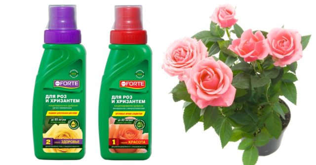 Готовое комплексное удобрение Bona Forte Для роз и хризантем – это наиболее очевидный и простой вариант.