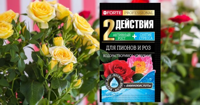 При неблагоприятных условиях розы можно укрепить водорастворимым удобрением Для пионов и роз Bona Forte с аминокислотами.